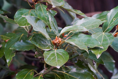 Neolitsea sericea