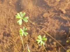 Marsilea