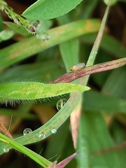 Chyromyidae