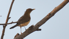 Turdus grayi