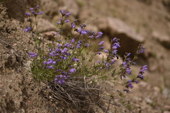 Dracocephalum bipinnatum