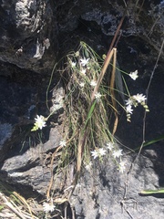 Ornithogalum juncifolium