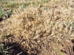 Hordeum geniculatum