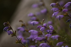 Dracocephalum bipinnatum