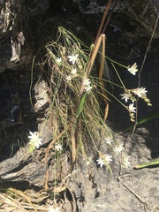Ornithogalum juncifolium