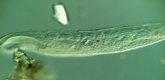 Condylostomum patulum