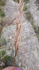 Sorghastrum pellitum