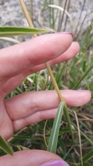 Sorghastrum pellitum
