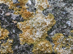 Xanthoria calcicola
