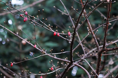 Magnoliopsida