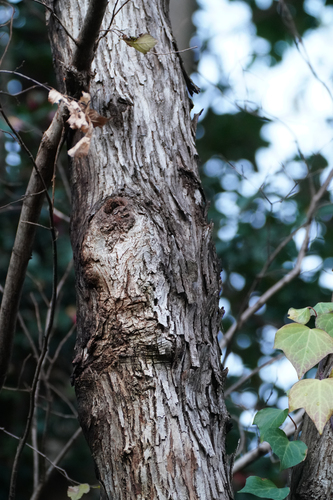 Image of Hovenia dulcis by (c) WATANABE Hitoshi 渡辺仁, some rights reserved (CC BY)
