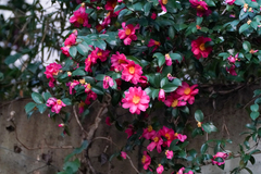 Camellia hiemalis
