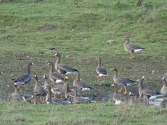 Anser albifrons