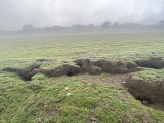 Oryctolagus cuniculus