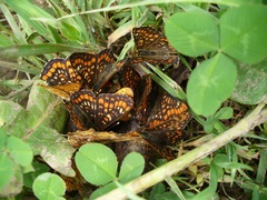 Euphydryas maturna