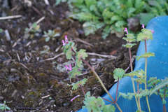 Lamium amplexicaule