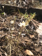 Ornithogalum juncifolium