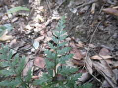 Asplenium onopteris