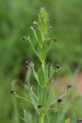 Rotheca hirsuta