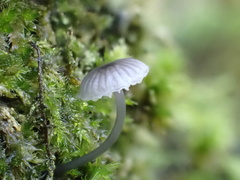 Mycena pseudocorticola