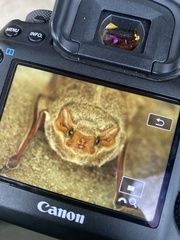 Taphozous mauritianus