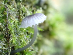 Mycena pseudocorticola