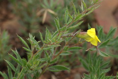 Pearsonia aristata