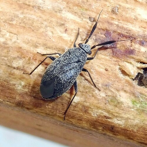 Heterocordylus genistae