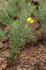 Pearsonia aristata