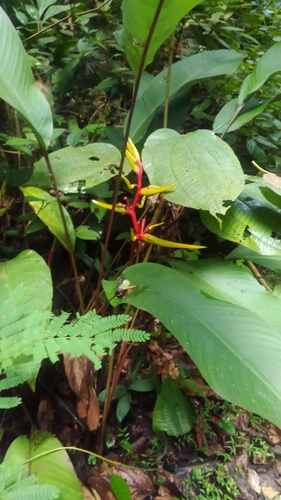 Heliconia richardiana (Heliconia richardiana)