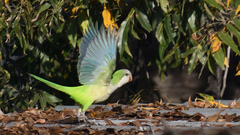 Myiopsitta monachus