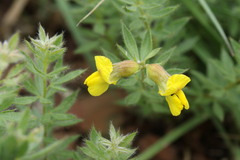 Pearsonia aristata
