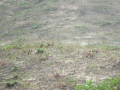 Colaptes campestris campestroides