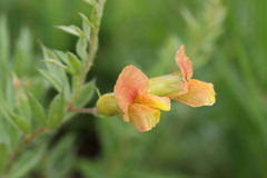Pearsonia aristata