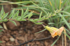 Pearsonia aristata