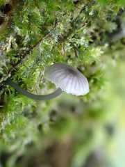 Mycena pseudocorticola