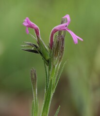 Striga bilabiata
