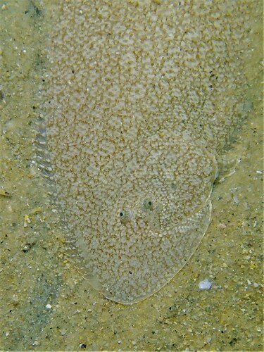 Double-lined tongue sole (Paraplagusia bilineata) — Cynoglossidae — 4