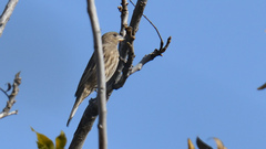 Haemorhous mexicanus