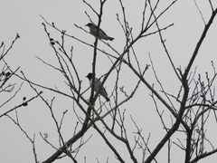 Cinnyricinclus leucogaster