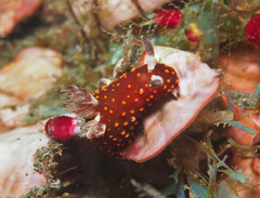 Nembrotha