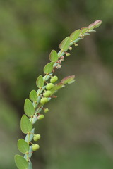Phyllanthus