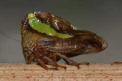 Smilia camelus