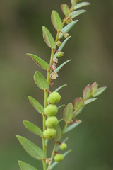 Phyllanthus