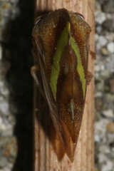 Smilia camelus