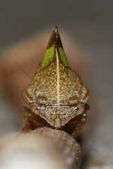 Smilia camelus
