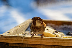 Passer domesticus
