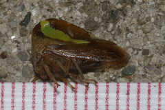 Smilia camelus