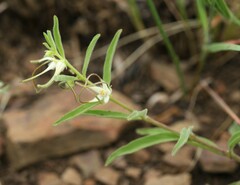 Brachystelma circinatum
