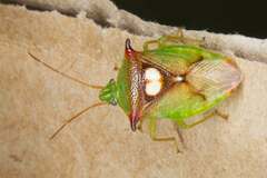 Sastragala versicolor